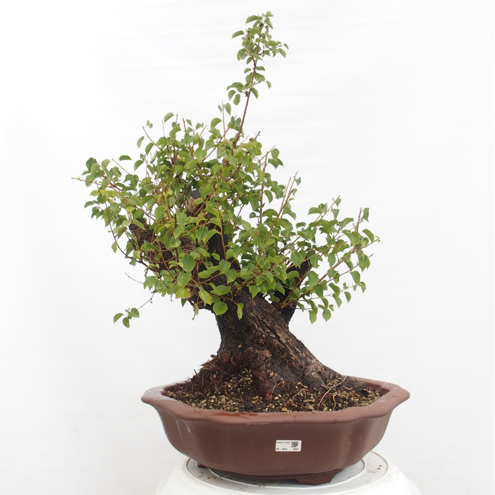 Outdoor bonsai - Mahalebka - Prunus mahaleb