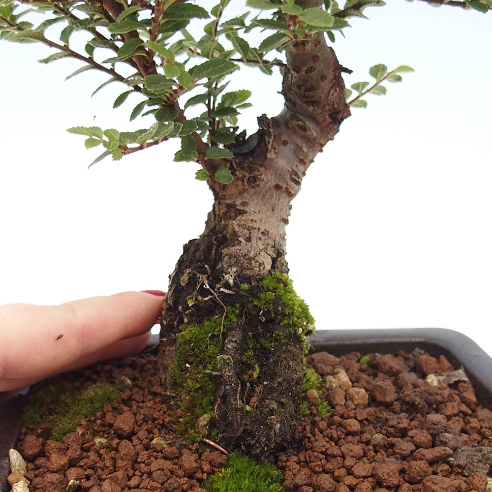 Outdoor bonsai - Ulmus parvifolia Hokkaido - Chinese elm