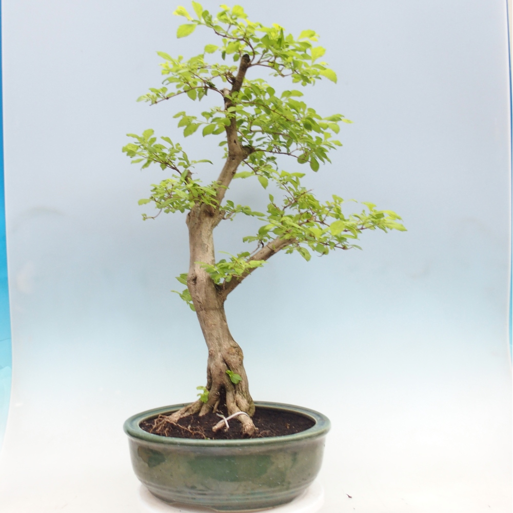 Room bonsai - Duranta erecta Aurea - PERSONAL COLLECTION ONLY or pallet transport