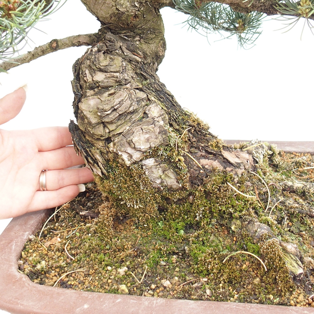 Outdoor bonsai - Pinus parviflora - Pinus parviflora