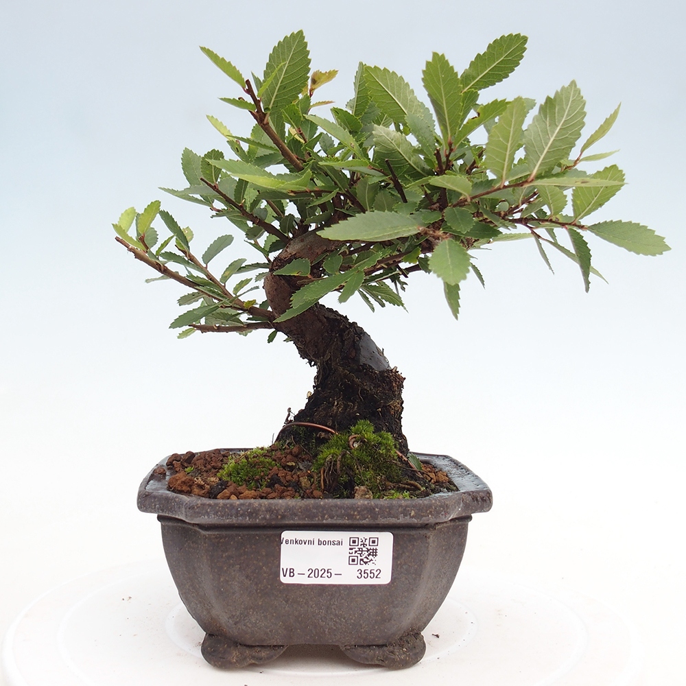 Outdoor bonsai - Zelkova - Zelkova NIRE