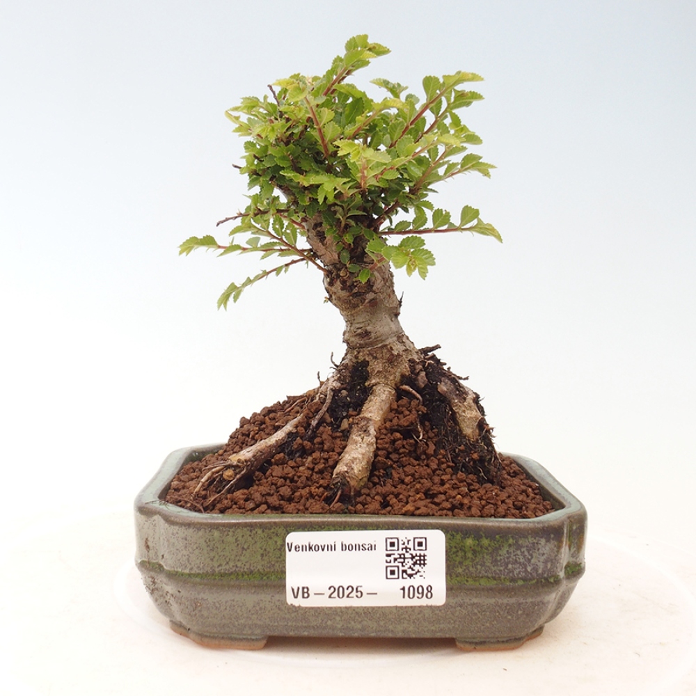Outdoor bonsai - Ulmus parvifolia Sagei - Small-leaved elm