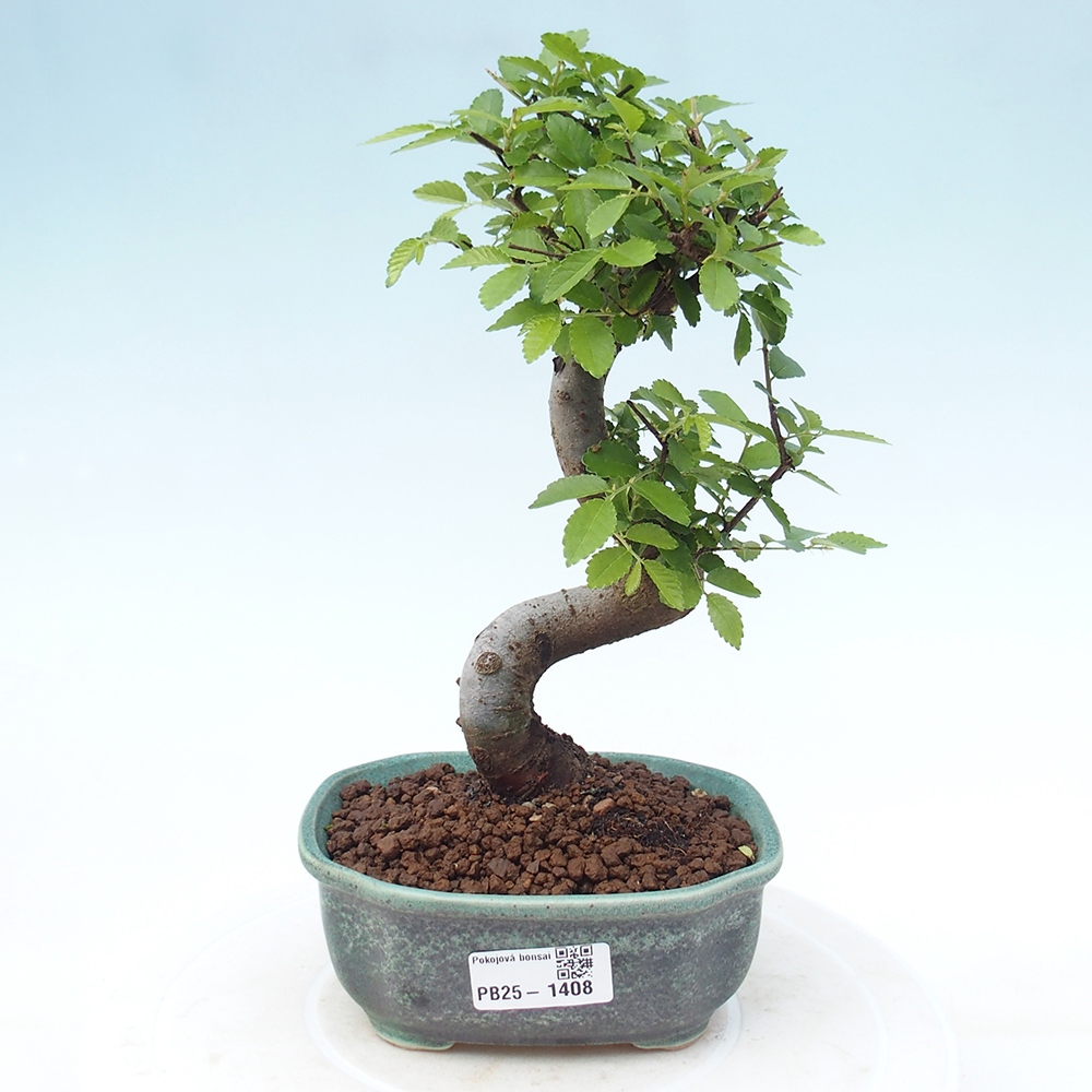 Room Malolistý elm bonsai