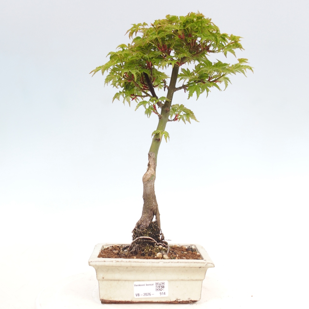 Outdoor bonsai -Javor palm Acer palmatum Shishigashira