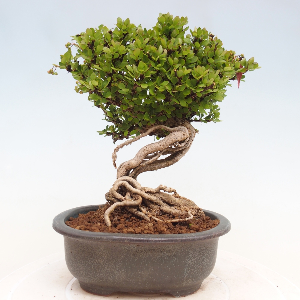 Outdoor bonsai - Berberis coreana