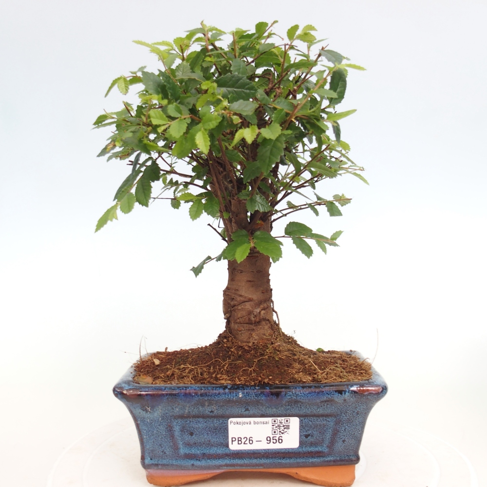 Room bonsai - Ulmus parvifolia - Small-leaved elm