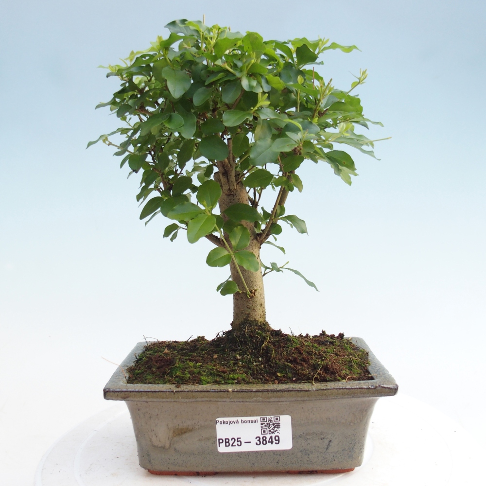 Room bonsai -Ligustrum chinensis - Birds Beak