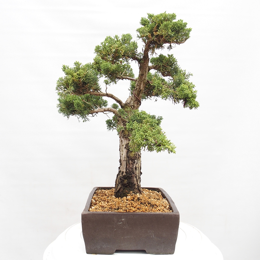 Outdoor bonsai - Juniperus chinensis  - Chinese  juniper
