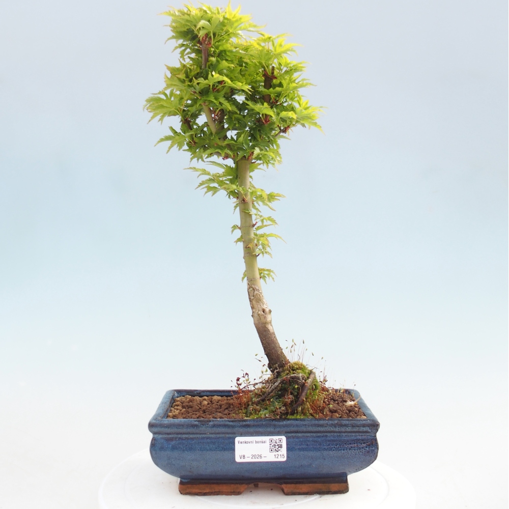 Outdoor bonsai -Javor palm Acer palmatum Shishigashira