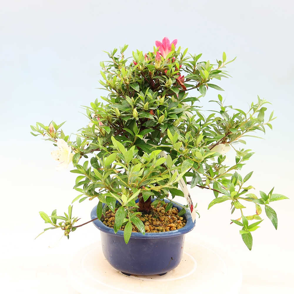 Outdoor bonsai - Japanese Azalea - Azalea Suigootome