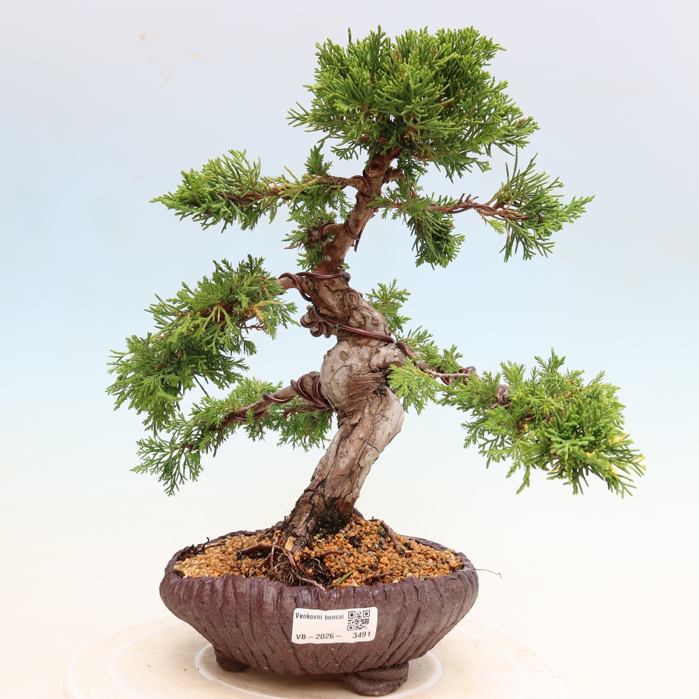 Outdoor Bonsai - Juniperus chinensis Itoigawa - Chinese Juniper