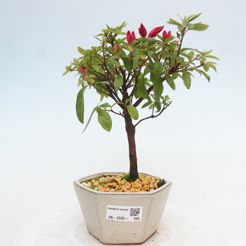 Outdoor bonsai - Japanese azalea - Azalea sp.