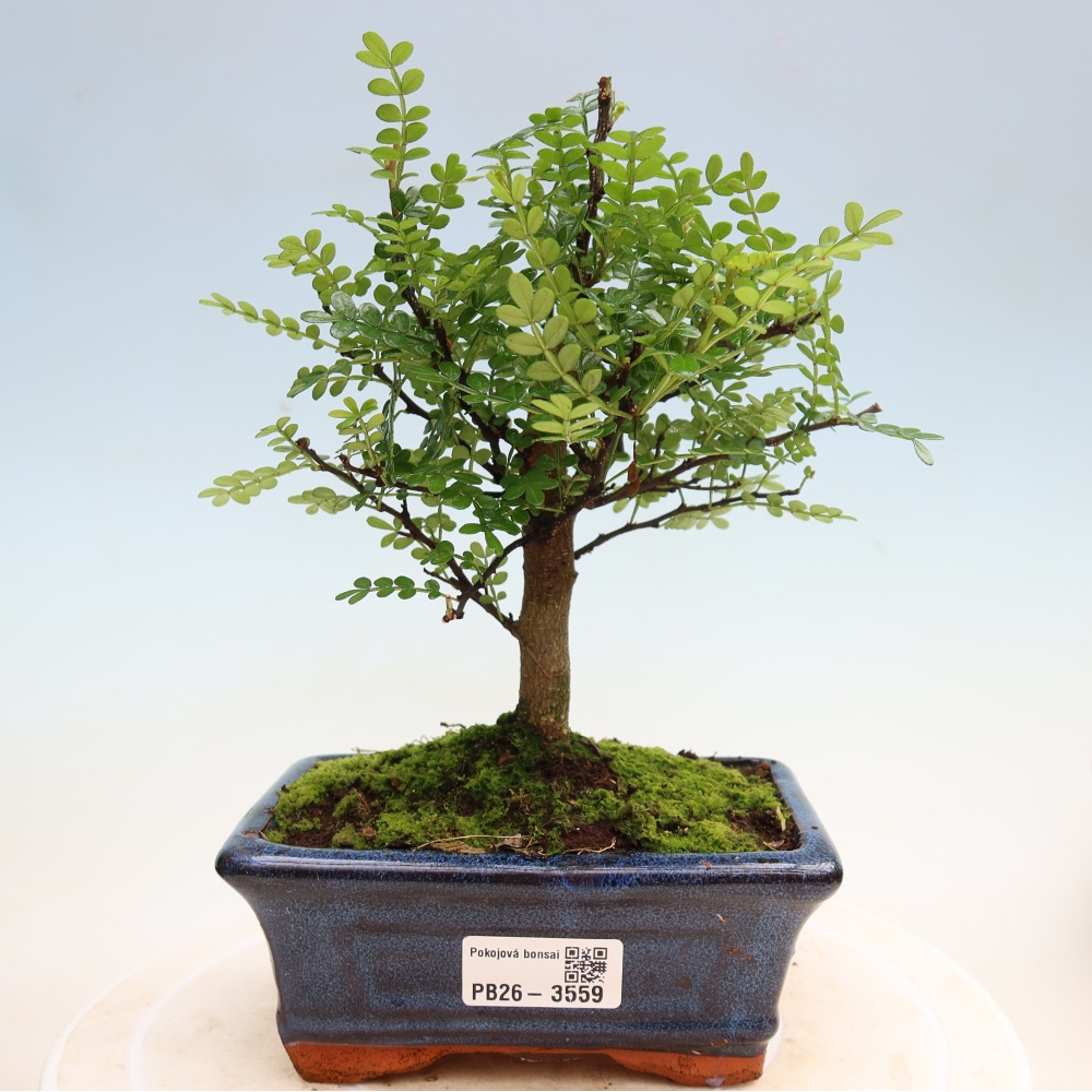 Room bonsai - Zantoxylum piperitum - pepper tree