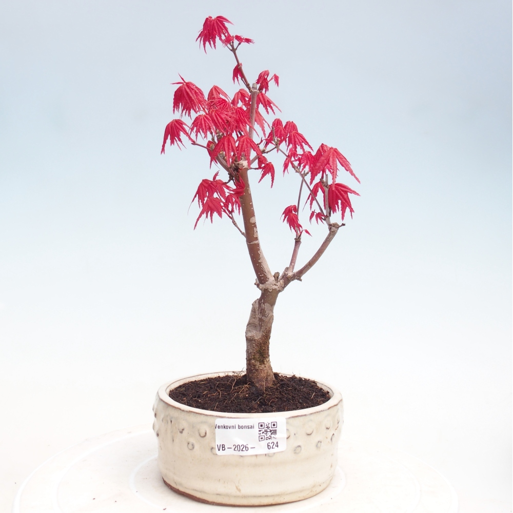 Outdoor bonsai - Acer palmatum DESHOJO