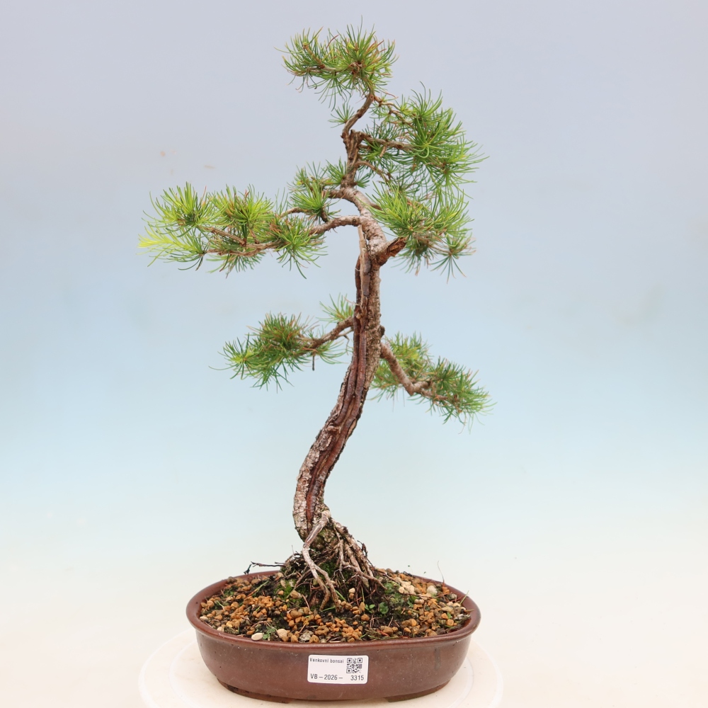 Outdoor bonsai -Larix decidua - Larch