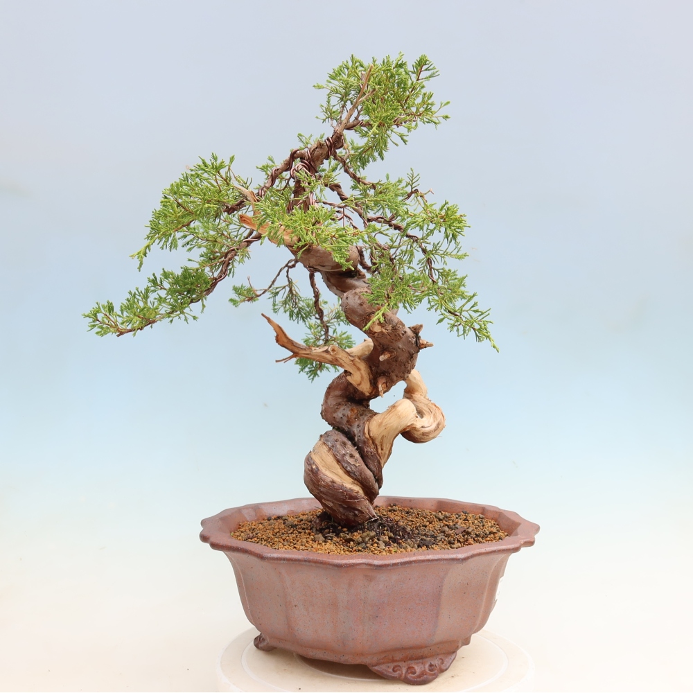 Outdoor Bonsai - Juniperus chinensis Itoigawa - Chinese Juniper