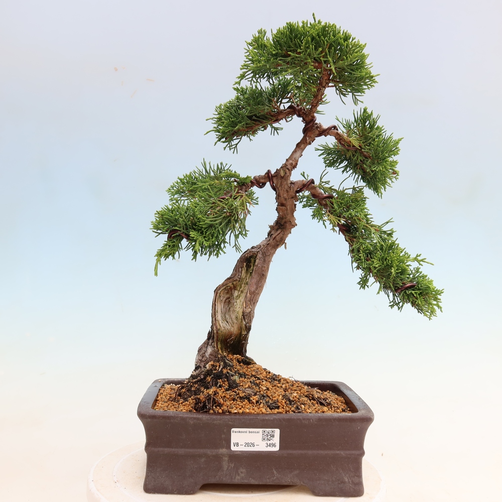 Outdoor Bonsai - Juniperus chinensis Itoigawa - Chinese Juniper