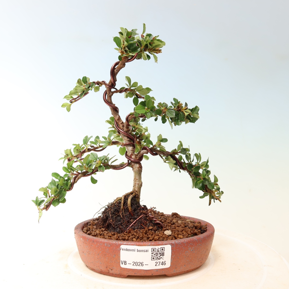 Outdoor bonsai - Cotoneaster horizontalis - Rocky Mountain