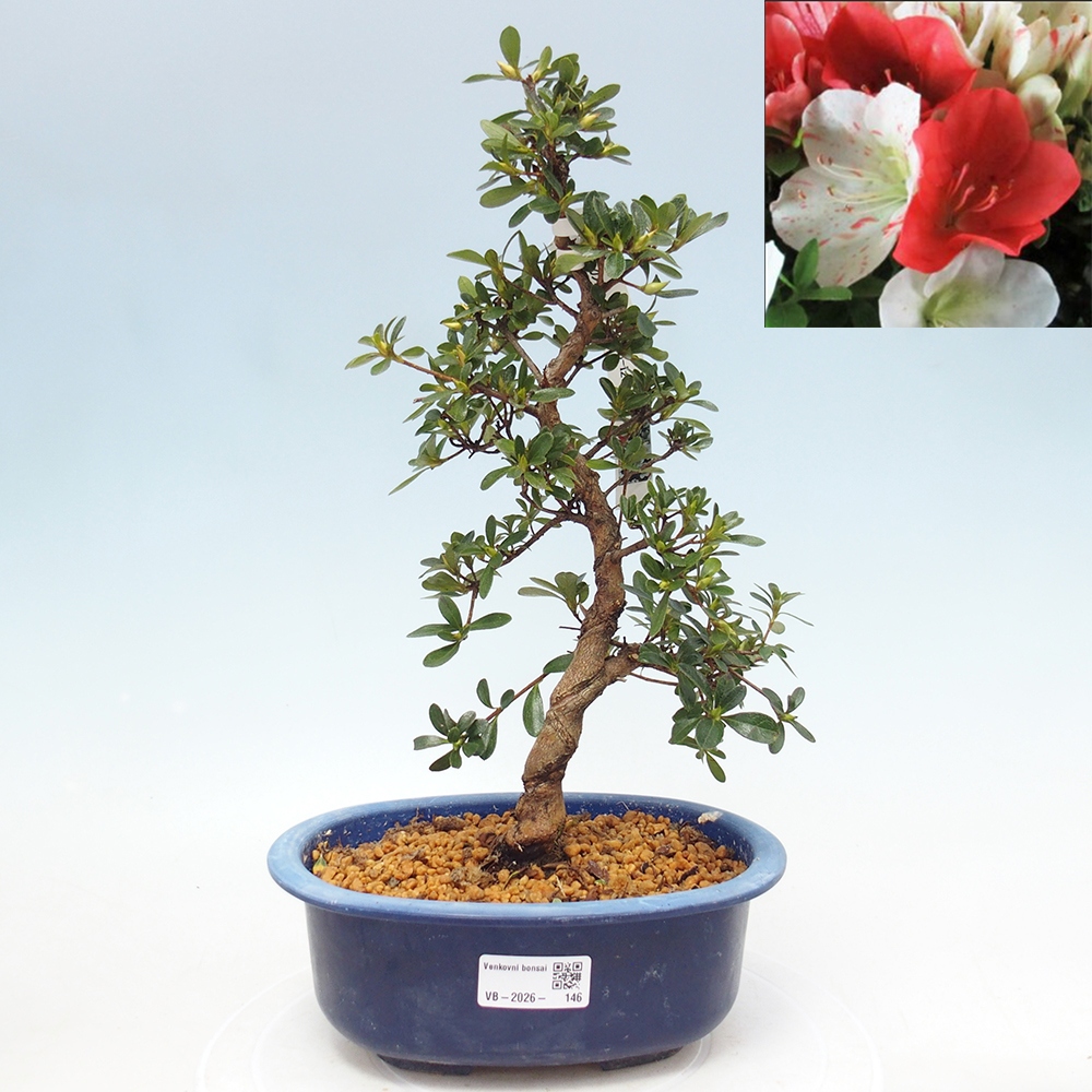 Outdoor bonsai - Japanese azalea - Azalea Asahi-no-izumi