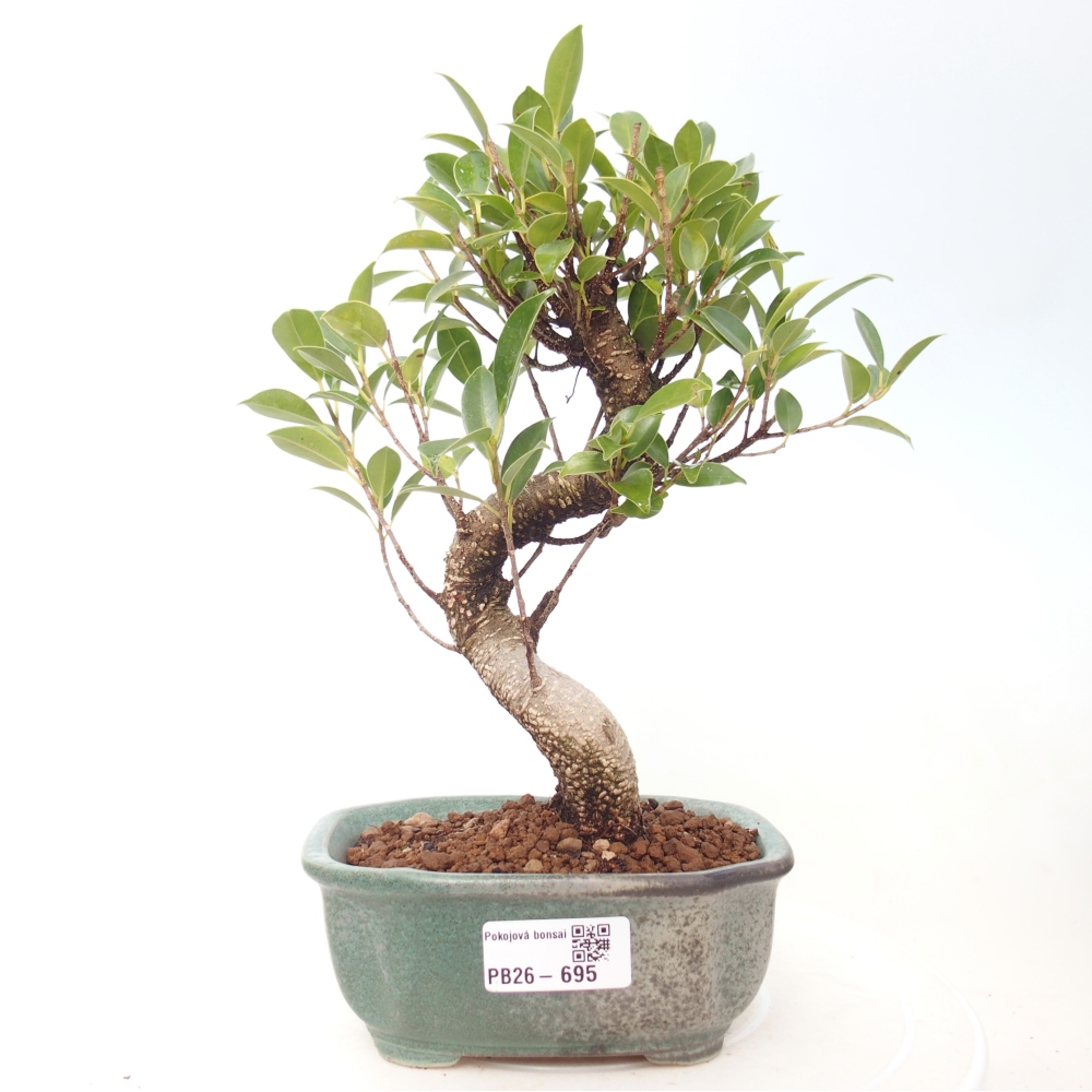 Room bonsai - Ficus retusa - small-leaved ficus