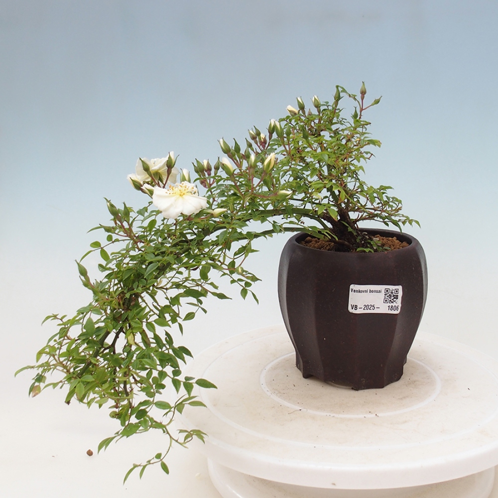 Outdoor bonsai - Rosa Sea Foam -  rose