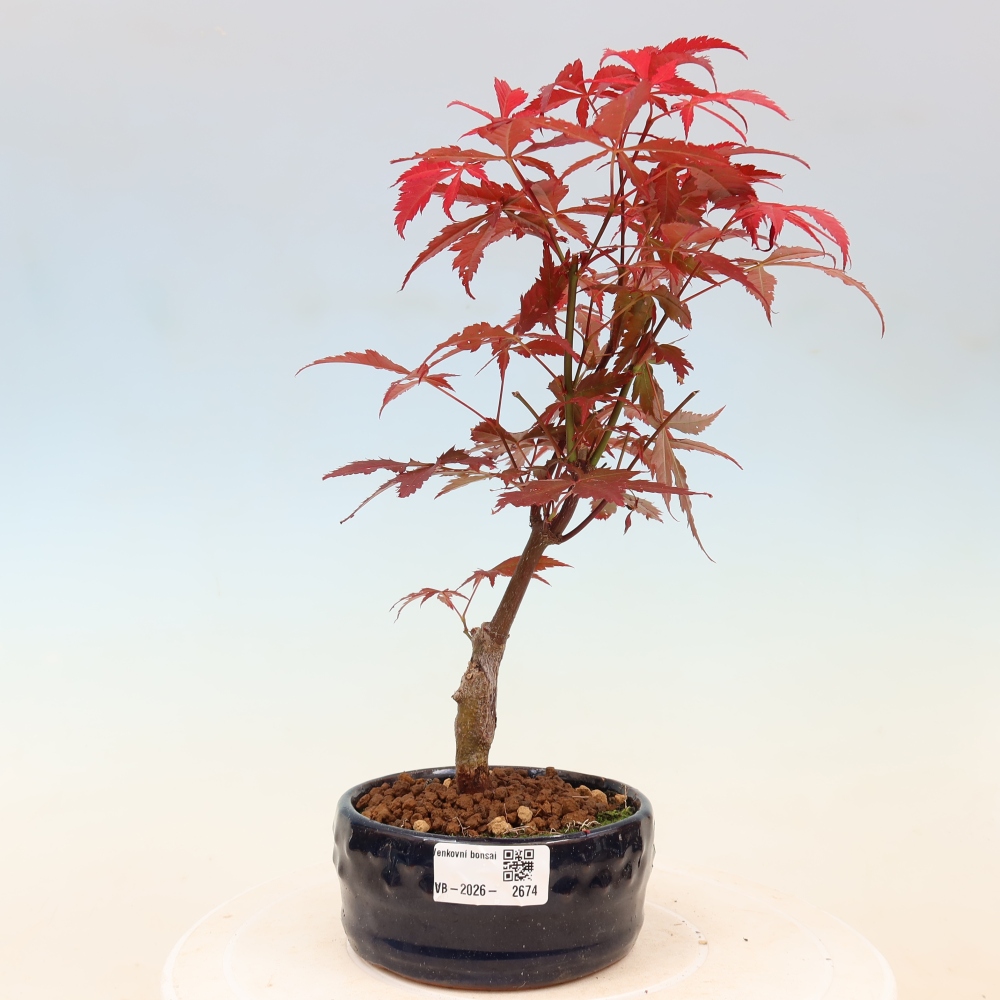 Outdoor bonsai - Acer palm. Atropurpureum-Javor palmate