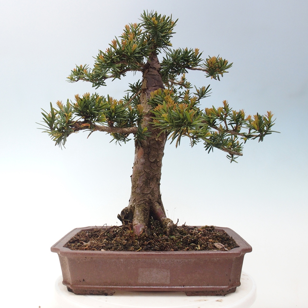 Outdoor bonsai - Taxus cuspidata - Japanese yew