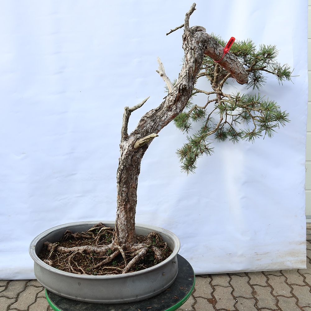 Pinus sylvestris Spain - Scots pine