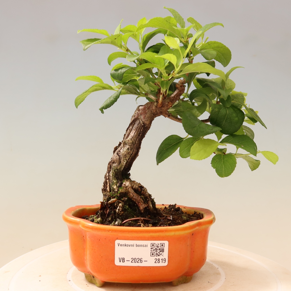 Outdoor bonsai - Celastrus orbiculatus