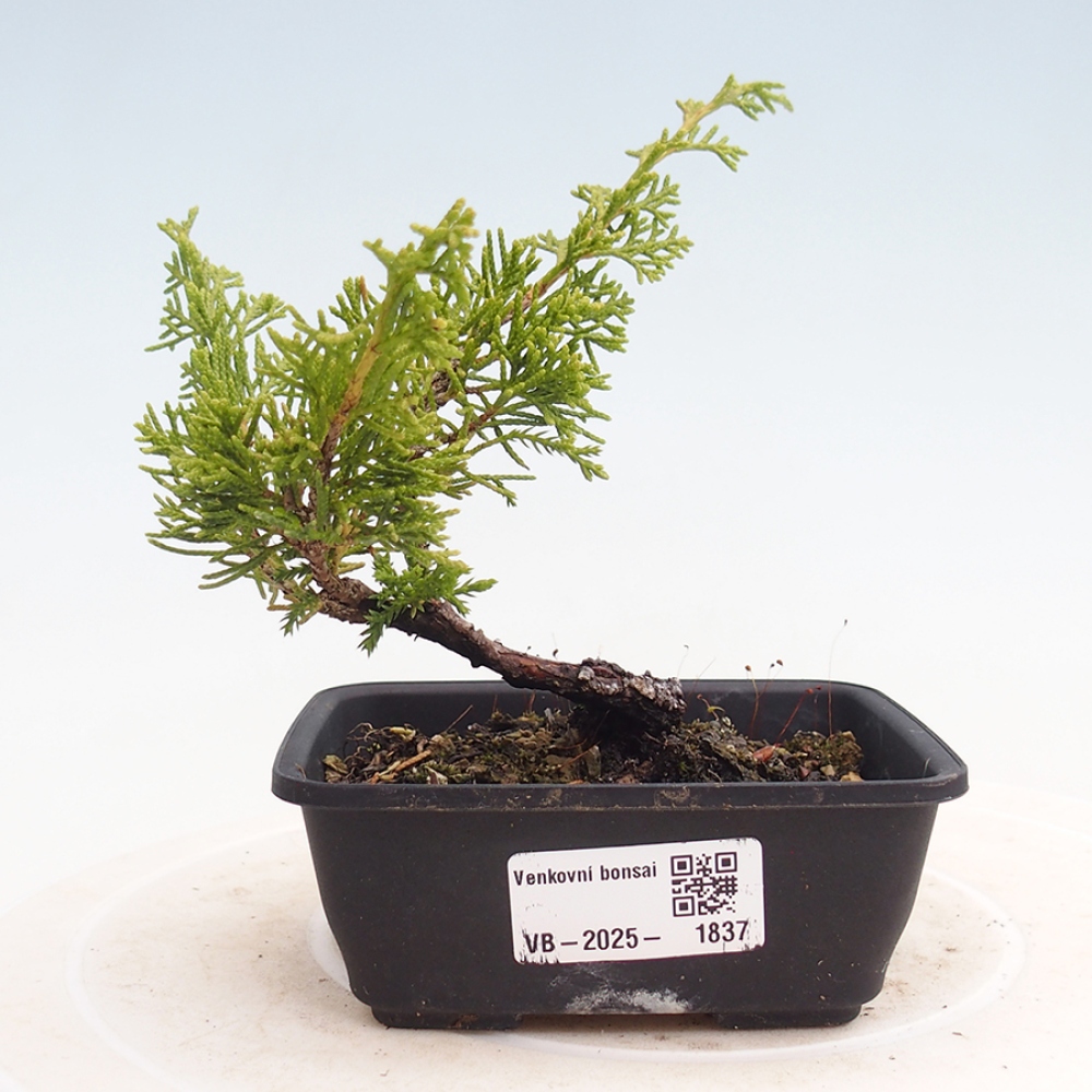 Outdoor bonsai - Juniperus chinensis Itoigawa - Chinese juniper