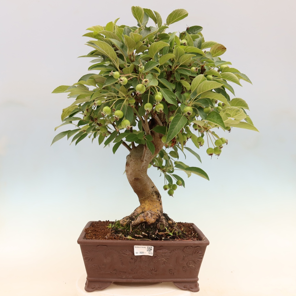 Outdoor bonsai -Malus halliana - Small-fruited apple tree