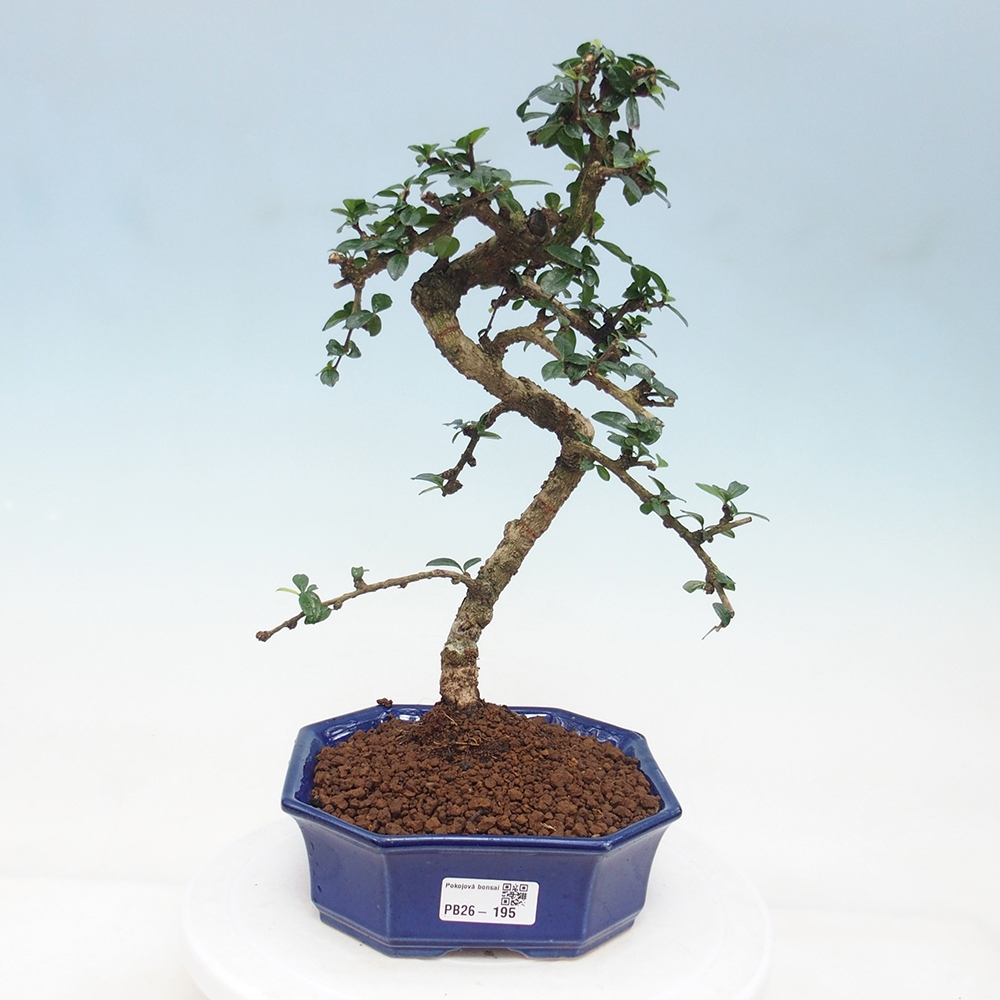 Room bonsai - Carmona macrophylla - Tea fuki