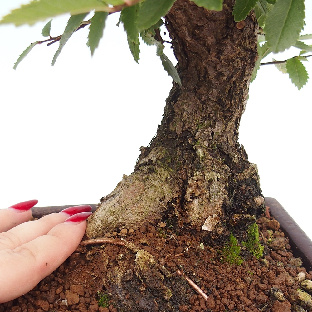 Outdoor bonsai - Zelkova - Zelkova serrata