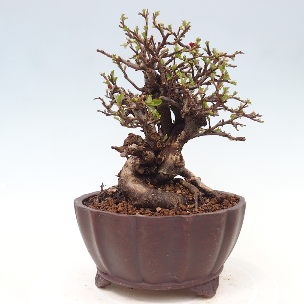 Outdoor bonsai - Chaneomeles speciosa - Quince