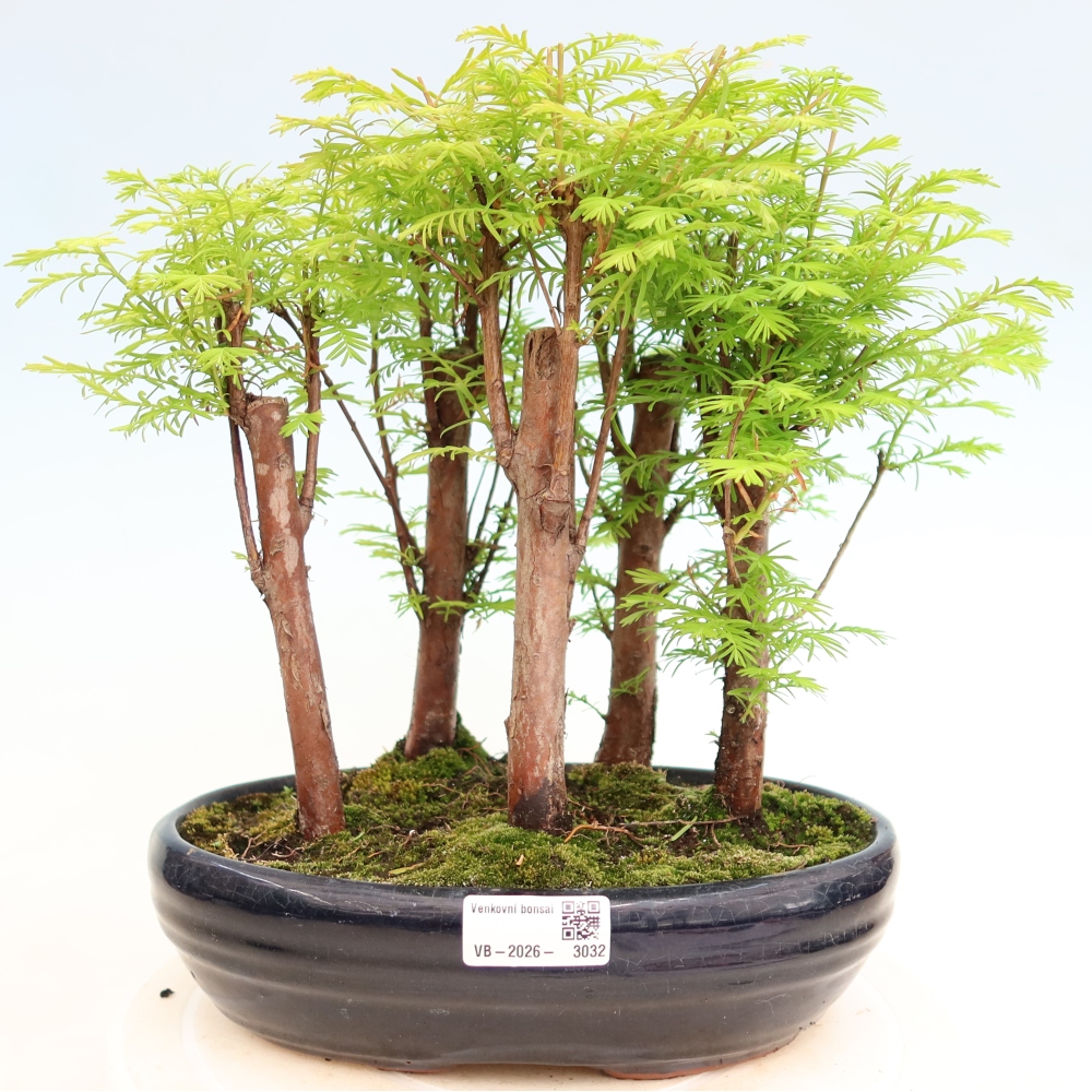 Outdoor Bonsai - Metasequoia glyptostroboides - Chinese Metasequoia - Grove