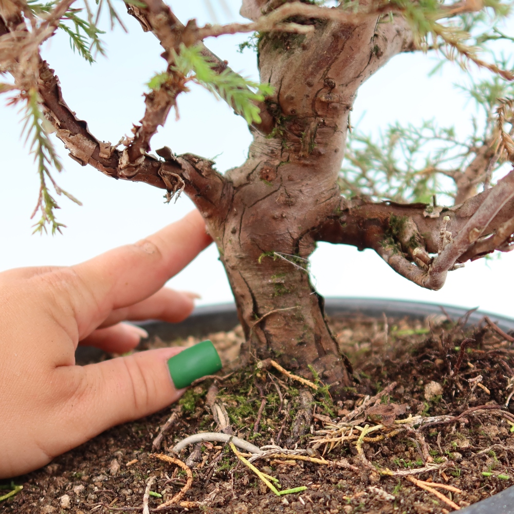 Outdoor Bonsai - Juniperus chinensis Itoigawa - Chinese Juniper