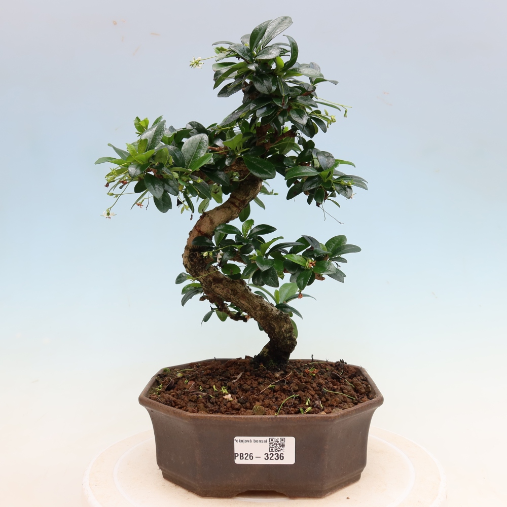 Room bonsai - Carmona macrophylla - Tea fuki