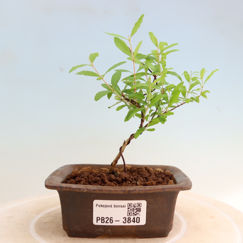 Room bonsai-PUNICA granatum nana-Granate apple