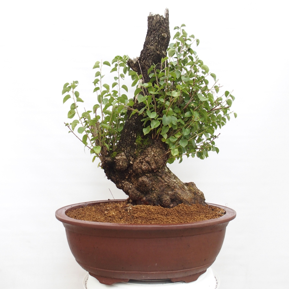 Outdoor bonsai - Mahalebka - Prunus mahaleb