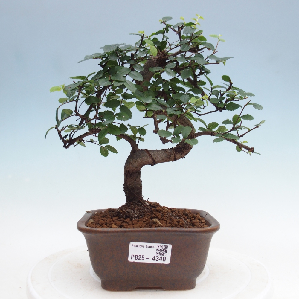 Room bonsai - Ulmus parvifolia - Small-leaved elm