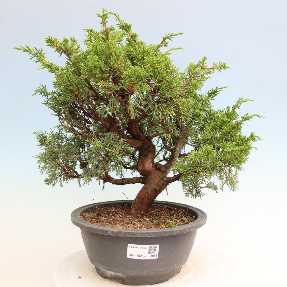Outdoor Bonsai - Juniperus chinensis Itoigawa - Chinese Juniper