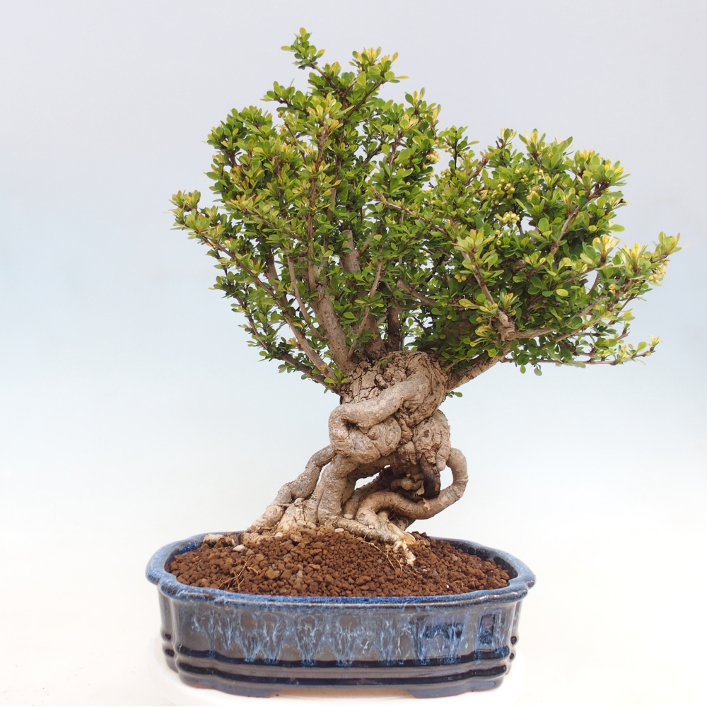 Outdoor bonsai - Berberis coreana