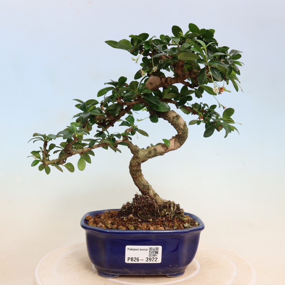 Room bonsai - Carmona macrophylla - Tea fuki