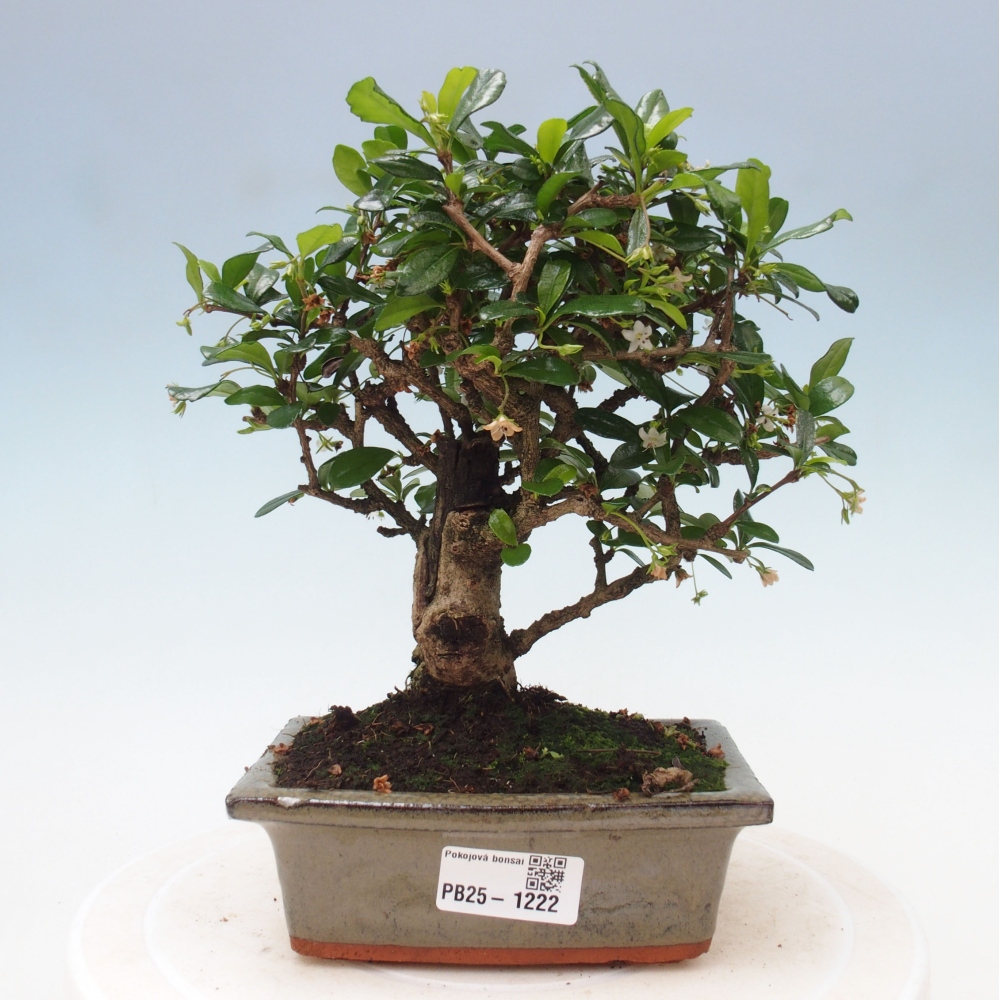 Indoor bonsai - Carmona macrophylla - Fuki tea