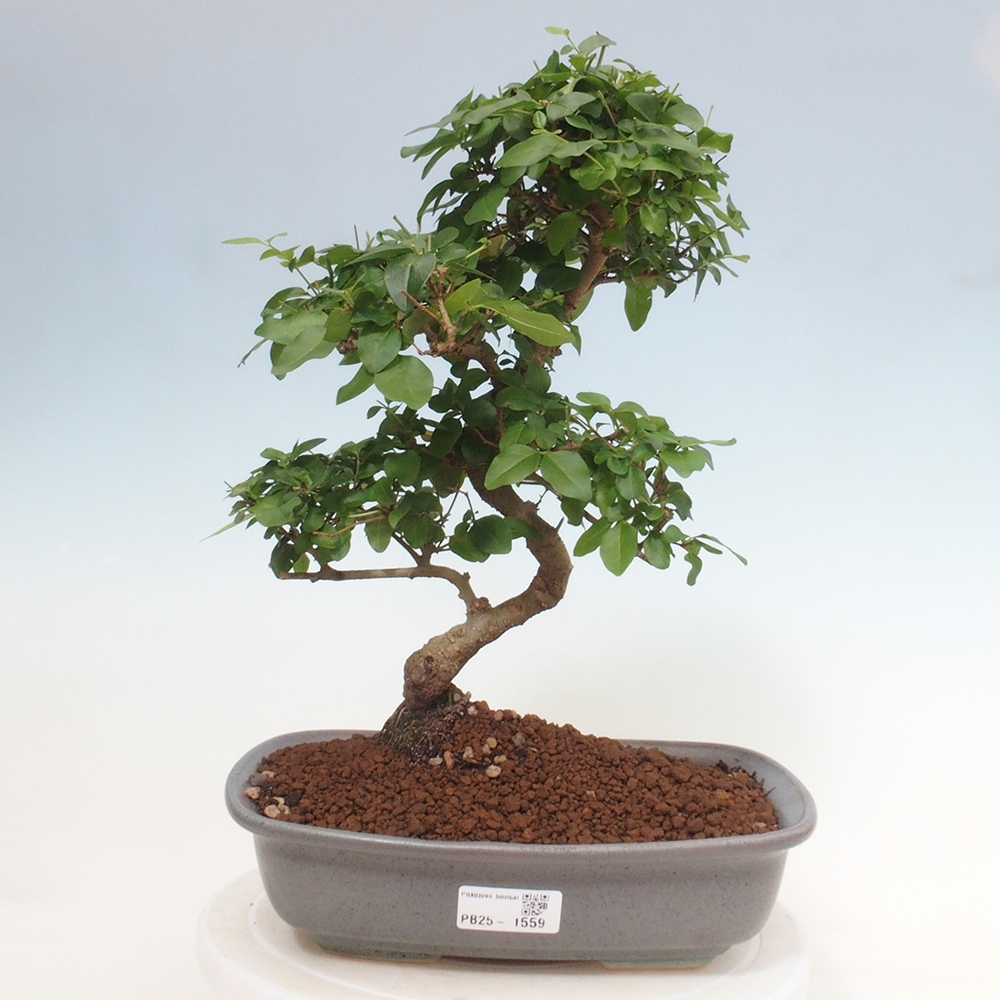 Room bonsai -Ligustrum chinensis - privet