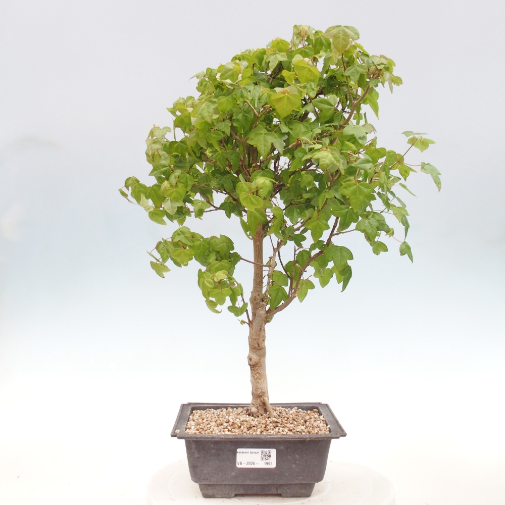 Outdoor bonsai - Acer Buergerianum - Burger Maple