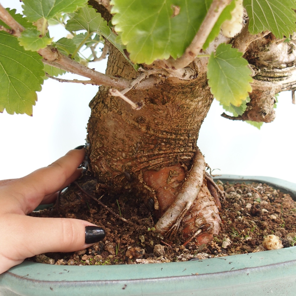 Outdoor bonsai - Morus alba - mulberry