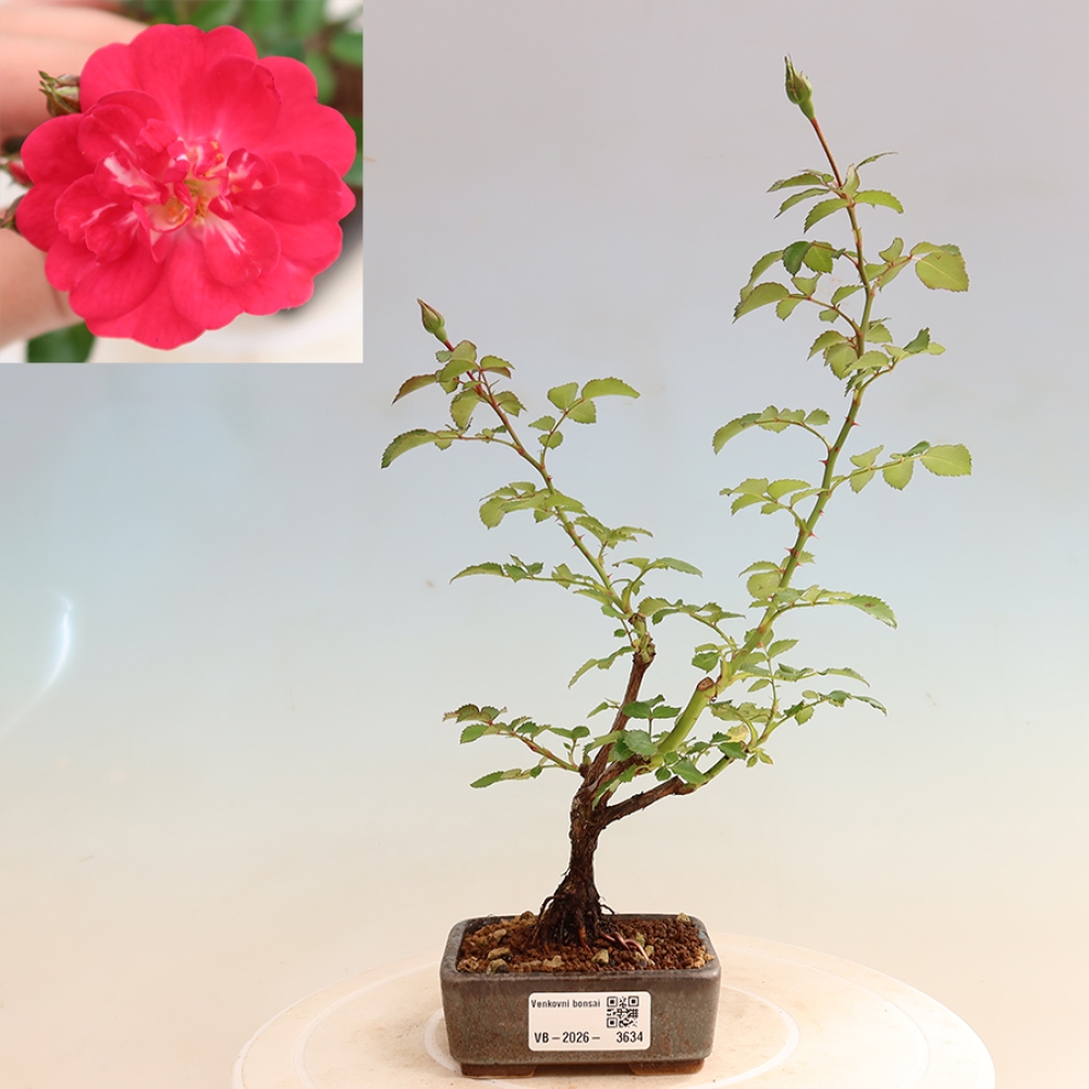 Outdoor Bonsai - Rosa Kordes - Rose
