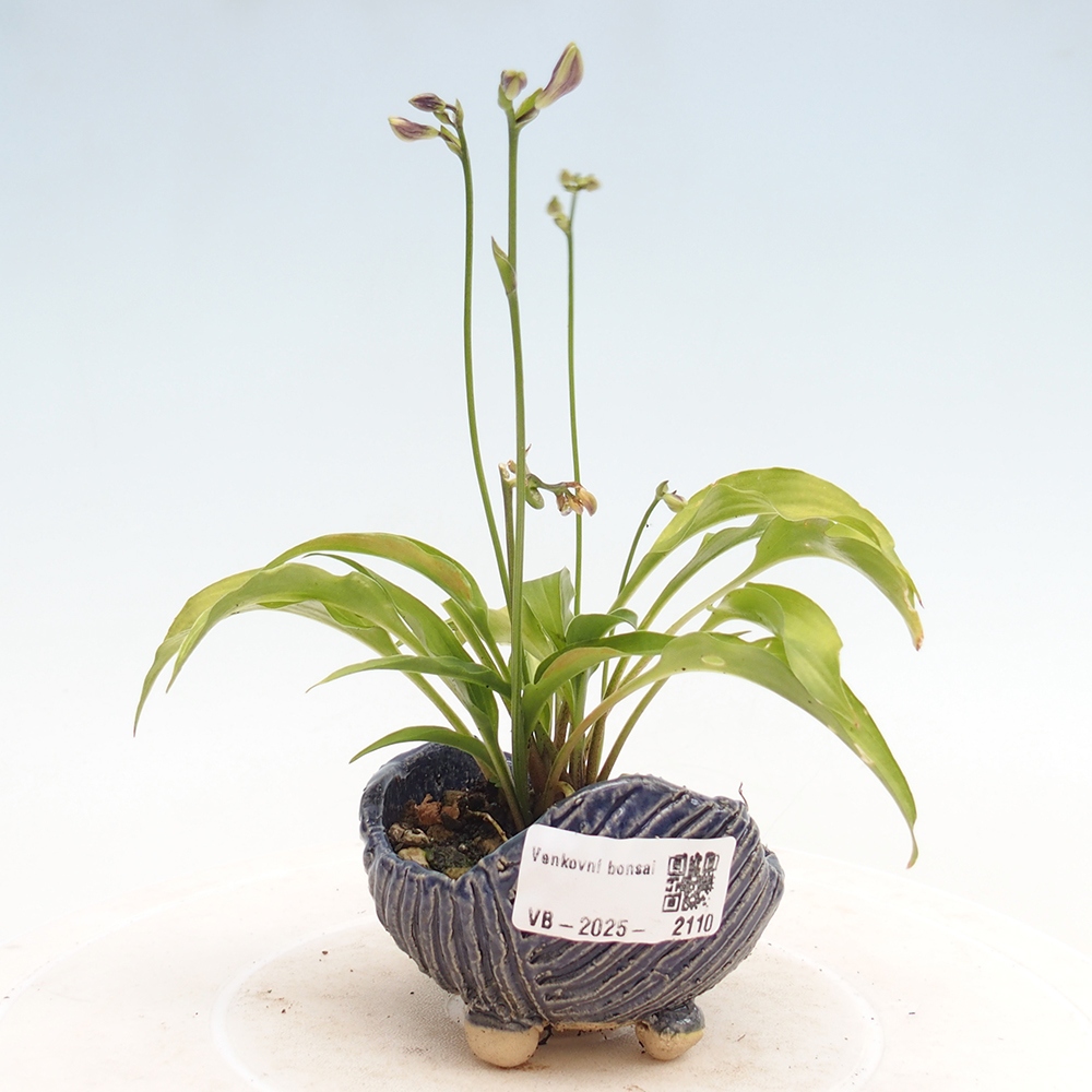 Outdoor bonsai - Mini Hosta - Goddess