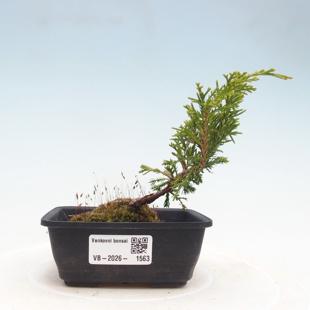 Outdoor bonsai - Juniperus chinensis Itoigawa
